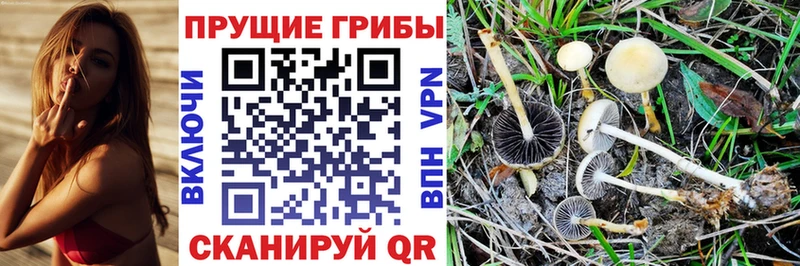 Купить закладки  Гудермес  Галлюциногенные грибы Cubensis 